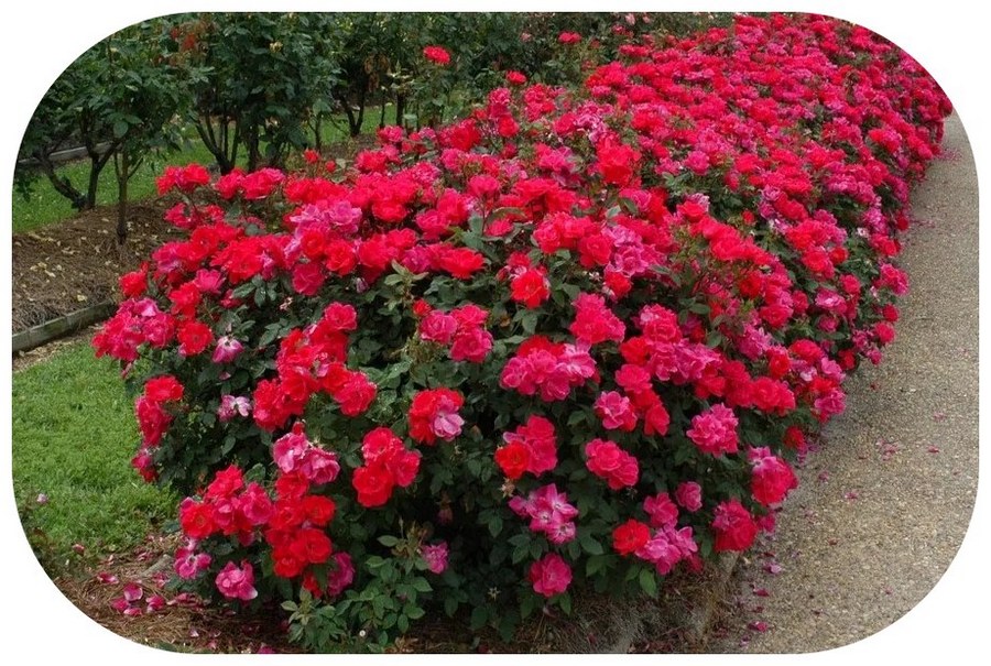 Double Knock Out róże rabatowe